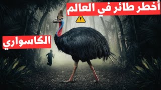 أخطر طائر في العالم : الكاسواري...الطائر القاتل الذي لا ترغب في مقابلته أبدًا!