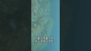 【最恐SSS】調子に乗った突き師の末路 #魚突き #spearfishing #freediving