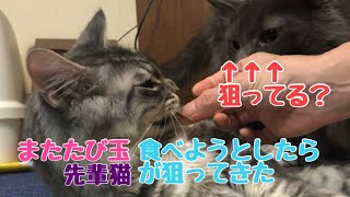 【メインクーン】またたび食べようと思ったら先輩猫が狙いにきたNo.130