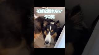 🐶 お化粧の時もそばを離れないシェルティー (Sheltie is always your beside)