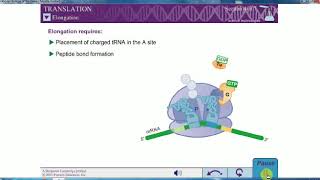 PROKARYOTIC TRANSLATION