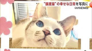 2月22日は「猫の日」　譲渡猫の幸せな日常収めた写真200点余りを展示　秋田市 (25/02/21 21:30)