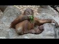 Little orangutan Kawi