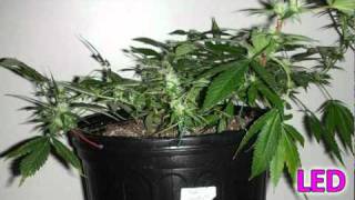 LED Grow Light 126W Penetrator vs 250W Metal Halide HID Marijuana Grow.mpg