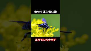 幸せを呼ぶ青い蜂の子育ては幸せなのか？VOICEVOX:ずんだもん #動物#雑学#生態#ぱいせんチースチース#ずんだもん#ドクターみそに#dr味噌煮#次回予告#ルリモンハナバチ