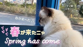 バーマン猫ミカがお出迎え【春が来たニャ】Spring has come（バーマン猫）Birman/Cat