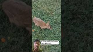 This family rescued a rabbit and raised ituntil#animalshorts#shortvideo