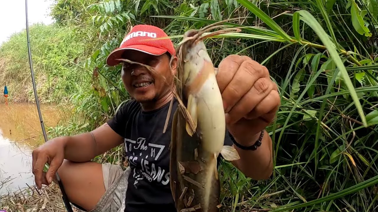 Mancing Di Sungai Kecil Spot Liar Banyak Jenis Ikan #SG-77 - YouTube