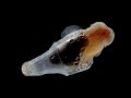 Oceanvs Orientalis - Plankton Planet (Official Music Video) ---- Kanto Records 2020 ®