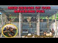 BREEDING PEN DESIGN FOR FREE RANGE CHICKEN | RHODE ISLAND RED BREEDERS | FREE RANGE FARMING