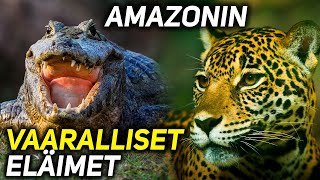 10 AMAZONIN SADEMETSÄN VAARALLISINTA ELÄINTÄ