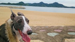 愛犬との散歩動画。I take a walk at a pet dog and the shore.