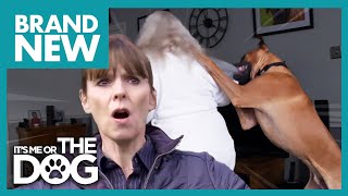 Unruly Rhodesian Ridgeback’s Jumping is Getting Out of Hand | Full Episode