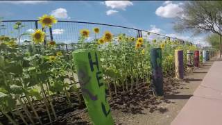 Sunflowers on Central #Phoenix GoPro Edition