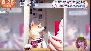 芝犬はるちゃん おやつを「待て」まさかの展開 めざましどようび11/26放送