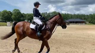 FLS Major Bounce, Bouckaert Summer II 2024, Modified Showjumping