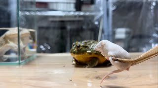 アフリカウシガエルにファジーマウスを与えてみた#アフリカウシガエル #frog #両生類