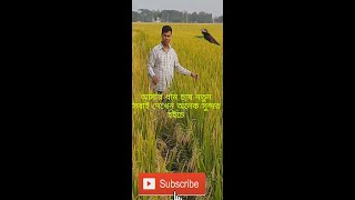 আমার ধান চাষ নতুন সবাই দেখেন অনেক সুন্দর হইচে ধান@mahfuzStore25