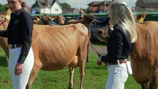 Jersey pairs at Dumfries Show 2024