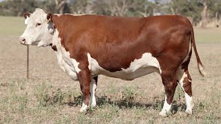 Lot 1 DAYN007 Days Whiteface Mature Cow Dispersal 2025