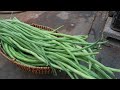 grow long beans on the terrace in used recycling baskets