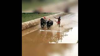 Moodabidre kudi kambala team Iruvail panila  at November 10, 2021 Namma tulunda kambala fan