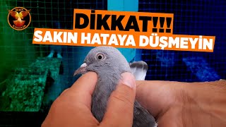 DİKKAT! Güvercinleriniz için çok kritik bir dönem / Güvercin ve kuşçuluk