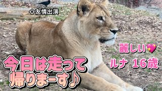 ルナ走って帰宅💨飼育員さん待ってたんだね😊 東山動物園 ライオン