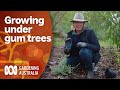 Grow a Garden Under Gum Trees | Gardening 101 | Gardening Australia