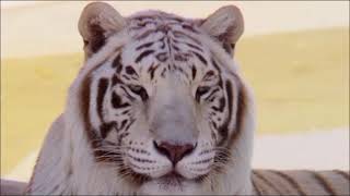 Tigers: Between the Wild, Captivity, and Profit النمور/ ما بين البريه ،، والأسر والتربح