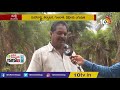 farmer rajashekar success story in date palm cultivation in polythene covers matti manishi 10tv