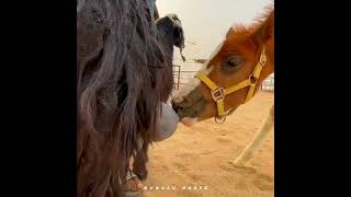 Baby horse milk from goats😱🍼|شیر خوردن بچه اسب از بز🍼😱#animals #horse #baby #goat #milk #حصان #بچه