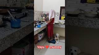 vayu ❤️ mummy #dog #pet #labrador