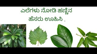 ಎಲೆಗಳು ನೋಡಿ ಹಣ್ಣಿನ ಹೆಸರು ಊಹಿಸಿ