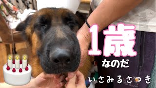 【犬の誕生日】さつき1歳の誕生日2022年3月26日　German shepherd