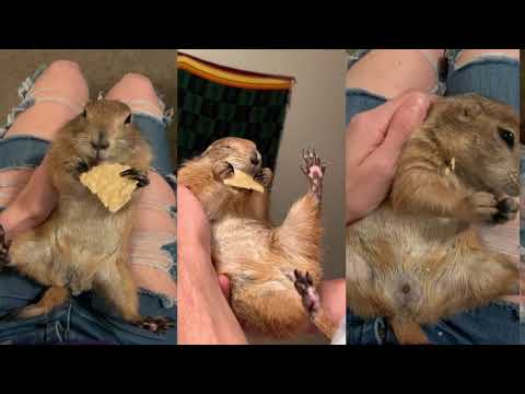 What do prairie dogs eat?