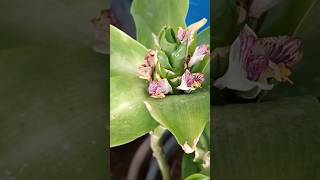 #short# insulin plant flowers.ఇన్సులిన్ మొక్క కి పూలు చూడండి. @Nandan's gardening☺.