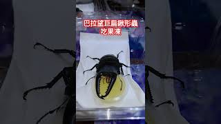 巴拉望巨扁鍬形蟲吃果凍~ #insects #stagbeetle #鍬形蟲 #巴拉望巨扁鍬形蟲 #巴拉望巨扁