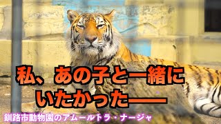 【感動】繁殖を夢見て釧路へ——ナージャとアサマ、すれ違った二頭の物語　#アムールトラ #zoo #ナージャ　（字幕ON推奨）