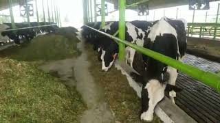 Khalis Milk Lahore Kasur Dairy Farm Walton Cantt Outlet Fresh Pure Top Pakistan Products