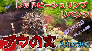 大磯砂でレッドビーシュリンプ　リベンジ　PH対策　まずはフウの実