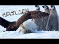 Ozzy Man Reviews: Baby Penguins vs Bird