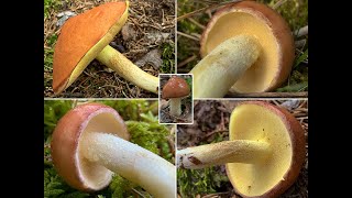 Pilzportrait - Körnchenröhrling, Schmerling, Schälpilz, Schalschwamm, Suillus granulatus