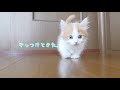 ぴょんぴょん飛び回る子猫がとても可愛い♪