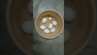 அதிசய முட்டை || hen egg ||muhavai360