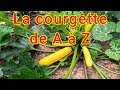 La courgette de A à Z : guide de culture complet 2024