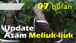 Setelah 7 Bulan update Bonsai Asam Jawa Meliuk-liuk Pelintir