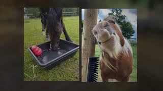 No Bored Horses Book Trailer