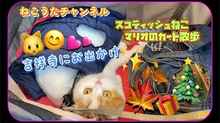 吉祥寺に、遊びに行った､スコティッシュねこのマリオ君🐱