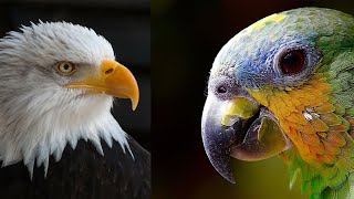 Breathtaking Colorful Birds+Bird and animal is beautiful creature on our planet